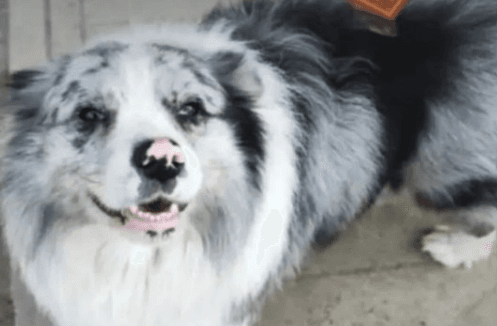 Sfârșit de-a dreptul cumplit pentru un câine care a devenit vedetă pe internet: A fost furat și vândut unui restaurant pentru 27 de dolari