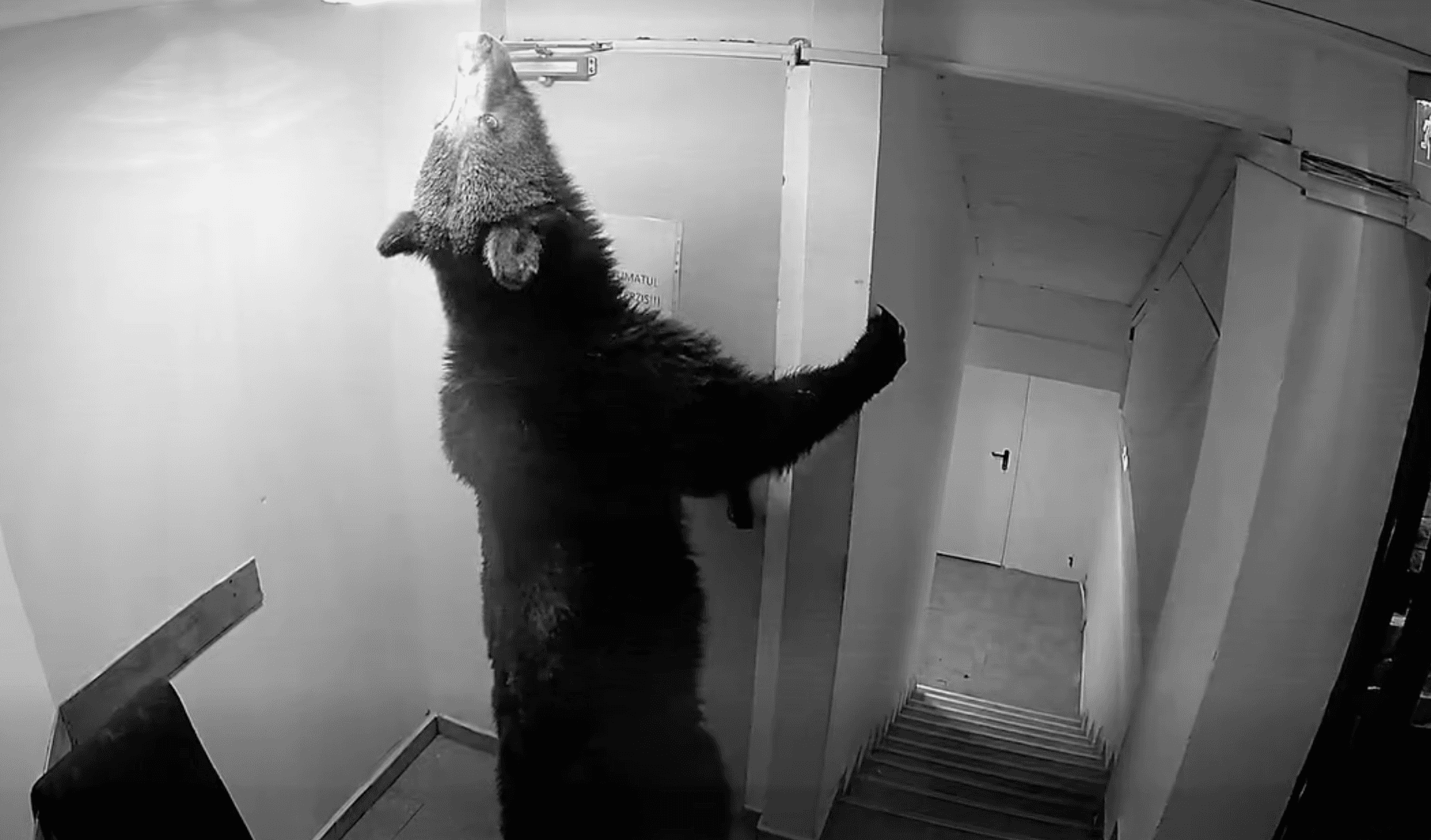 Ursul care a creat probleme în Poiana Brașov a fost împușcat. Cum au explicat autoritățile decizia (FOTO, VIDEO)
