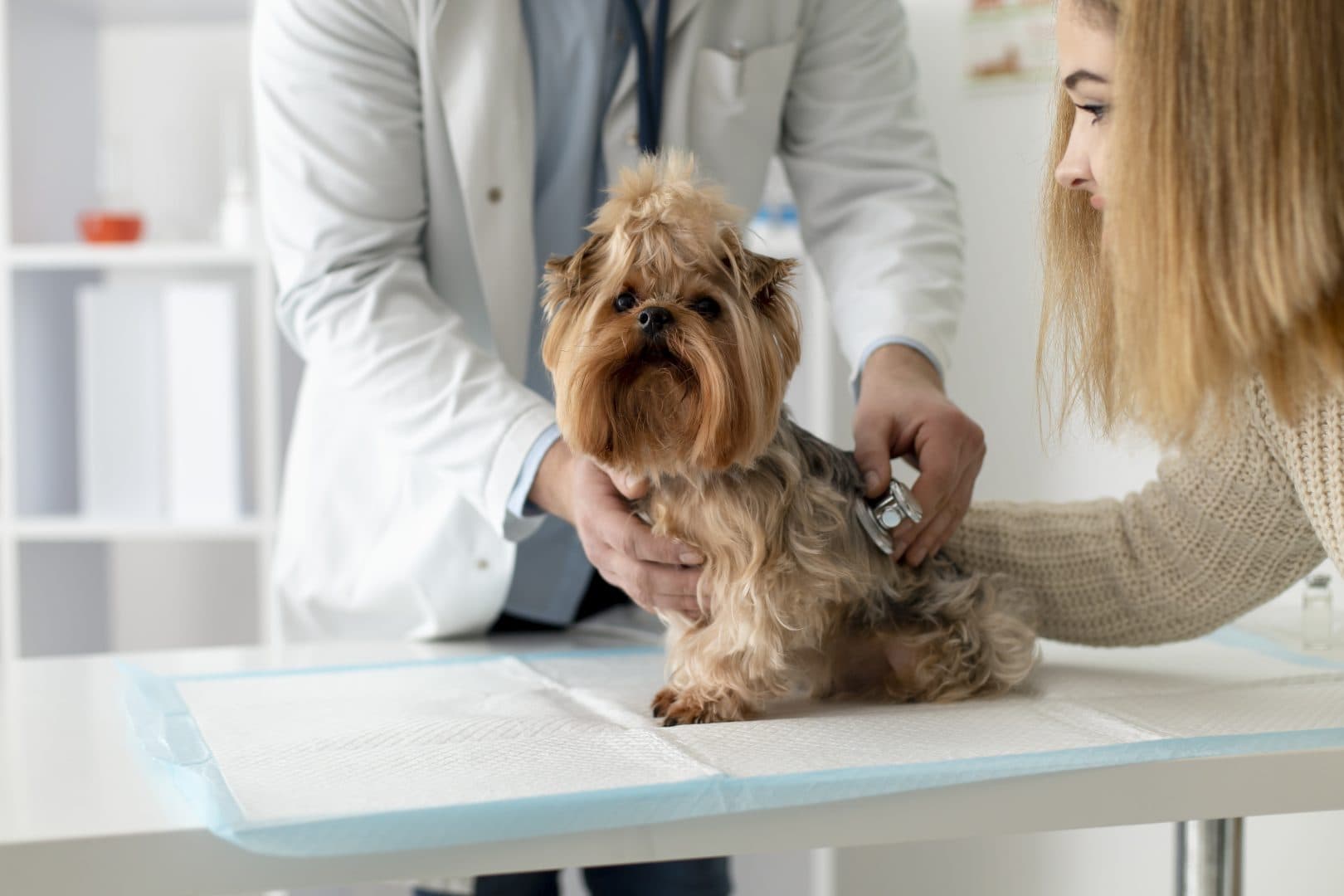 Asigurările pentru animale, noul trend din România. Cât costă și ce cheltuieli medicale pot acoperi