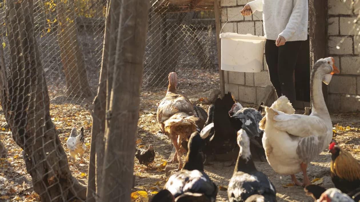Câte animale ai voie să crești în curte? Regulile diferă la oraș și la sat, iar amenzile ajung la 12.000 de lei