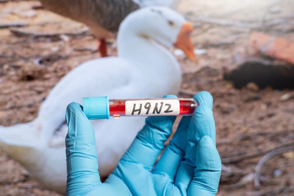 Italia a confirmat primul caz uman de gripă aviară H9N2 din Europa