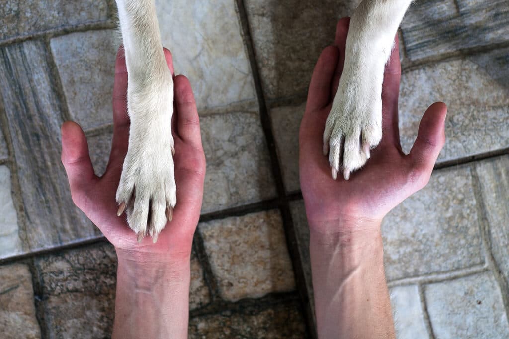 De ce îi irită pe unii oameni compasiunea față de animale a altora. Psihologia criticilor de tipul „De oameni nu-ți pasă?”