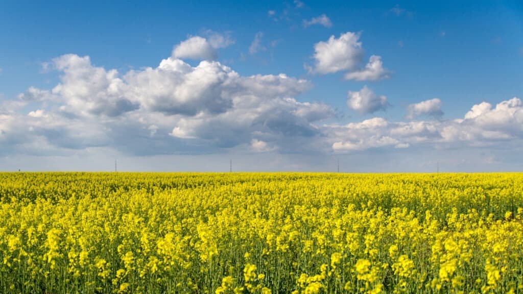 Fermierii din Olt se așteaptă în acest an la producţii record de grâu, orz şi rapiţă
