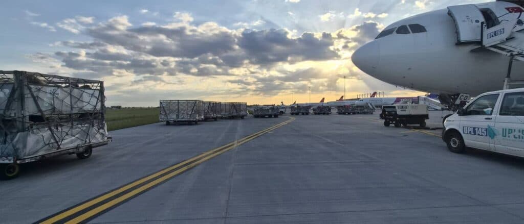 FOTO | Premieră în exportul românesc. Peste 4.000 de ovine, livrate în Algeria cu avioane cargo. Întreg necesarul țării pentru anul 2026, asigurat de România