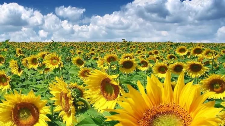 România a devenit cel mai mare exportator de oleaginoase din UE. Livrările s-au dublat față de anul anterior