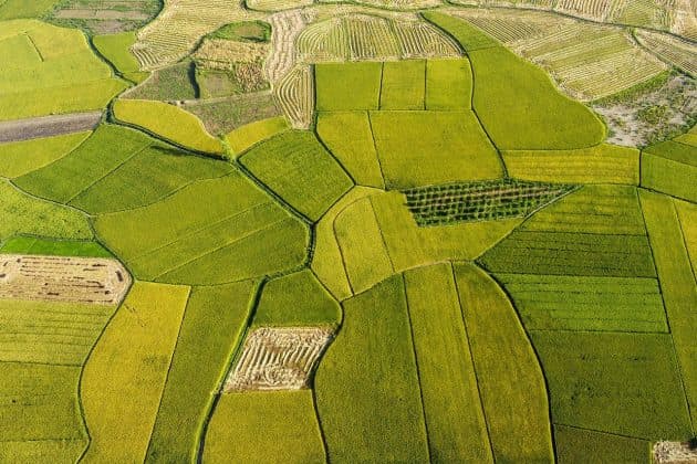 MERCOSUR – Uruguay a exportat către UE 63% din cota de orez alocată întregului bloc Mercosur pentru 2026