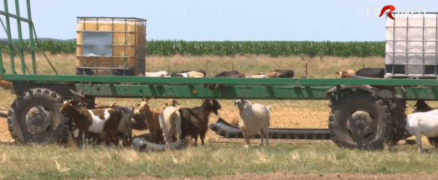 Focar de variola oilor la o fermă din comuna Padina, județul Buzău. Peste 1.800 de animale vor fi sacrificate (VIDEO)