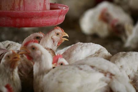 Producţia de carne, lapte şi ouă a crescut în 2025 faţă de 2024 – date INS