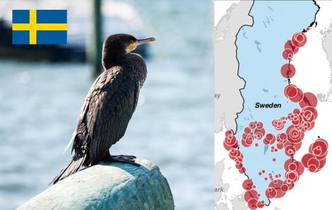 Mai multe state UE cer măsuri dure împotriva cormoranilor, păsările acuzate că consumă 360.000 de tone de pește