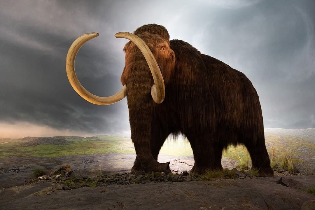ADN de mamut lânos, descoperit în excremente fosilizate de veveriță vechi de până la 700.000 de ani