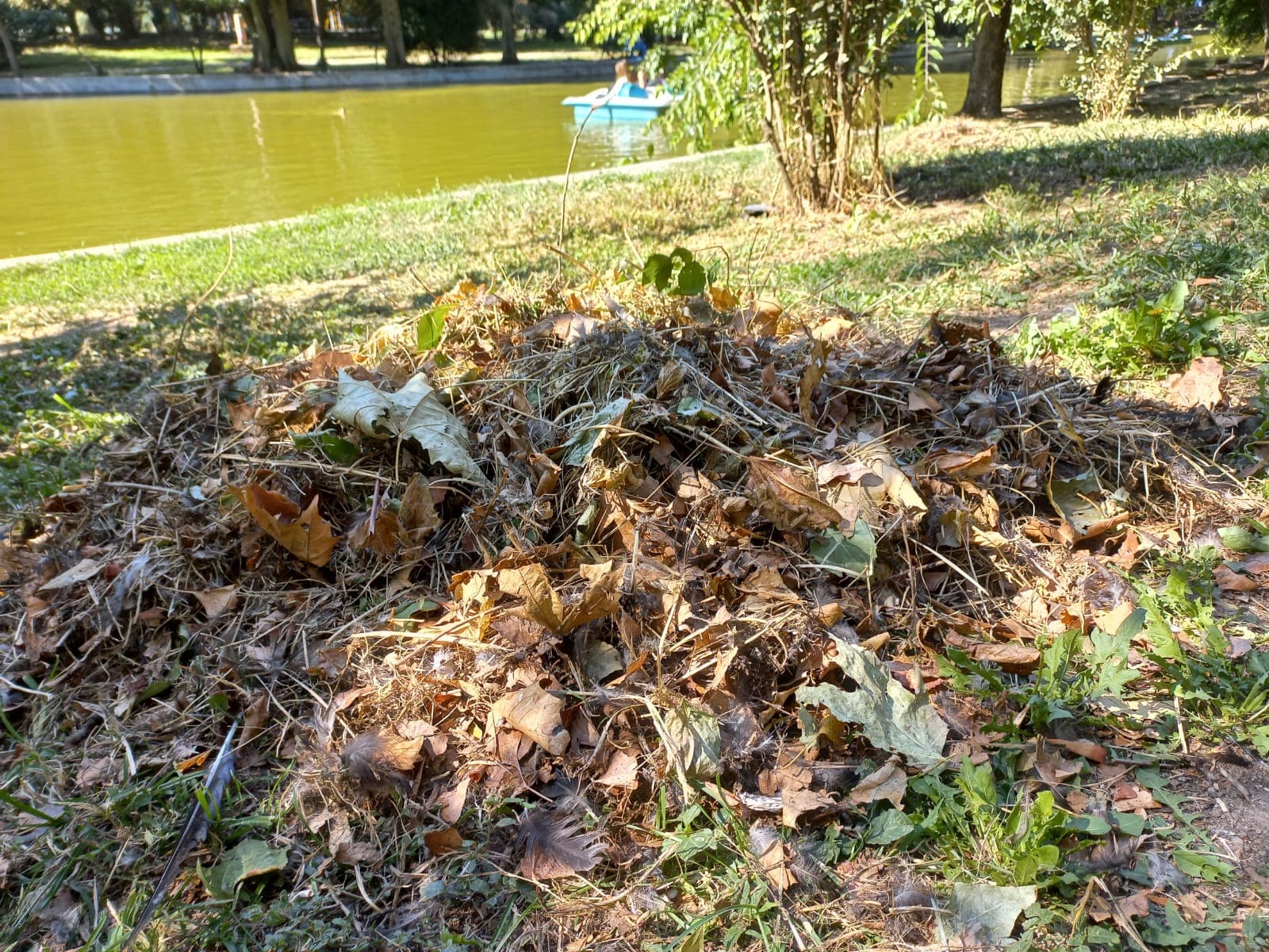 Amendă de 70.000 de lei pentru o clinică stomatologică care a aruncat deşeuri medicale în Parcul Cişmigiu