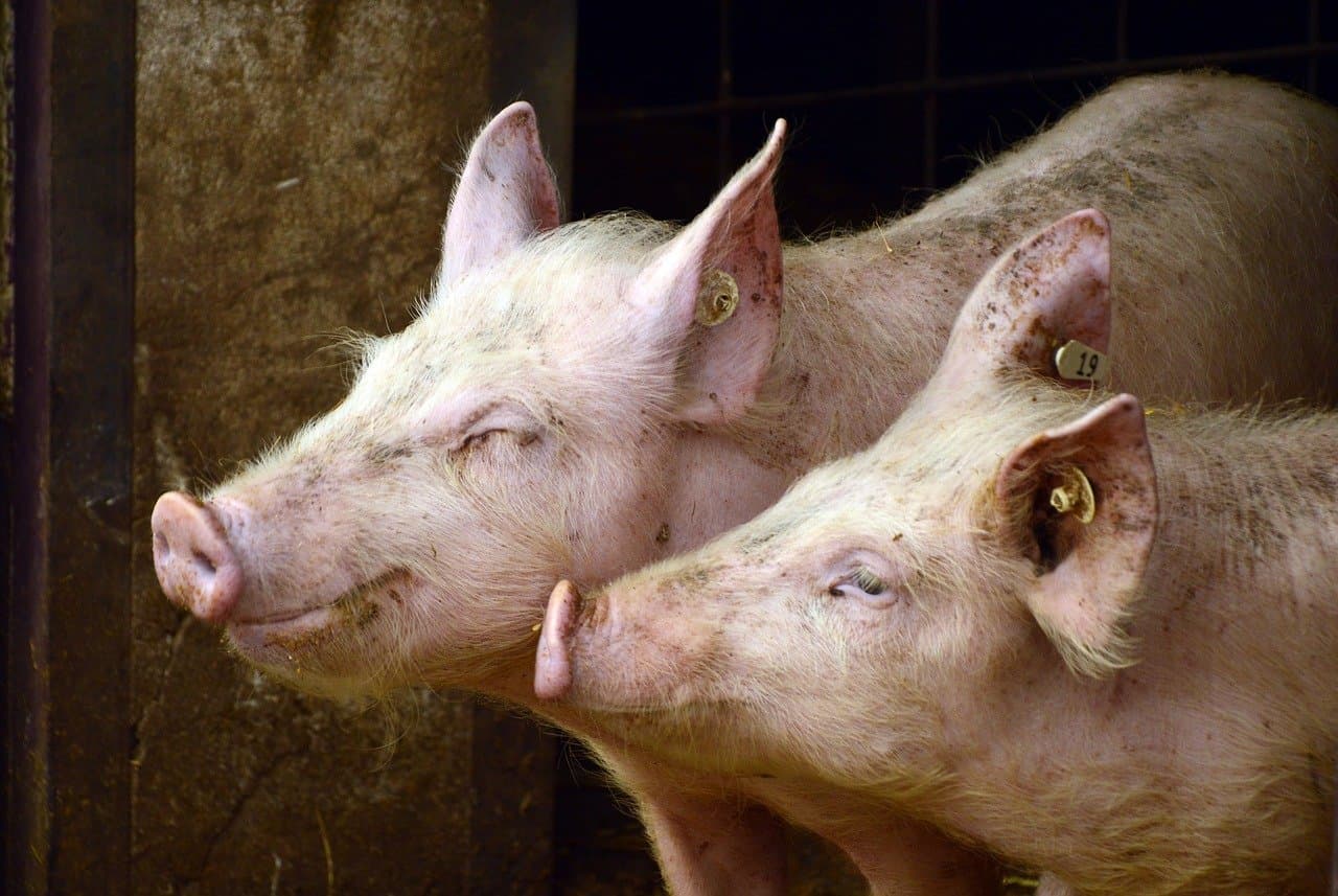 Un bărbat din China intrat în moarte cerebrală a supraviețuit câteva ore cu un triplu transplant de la un porc modificat genetic