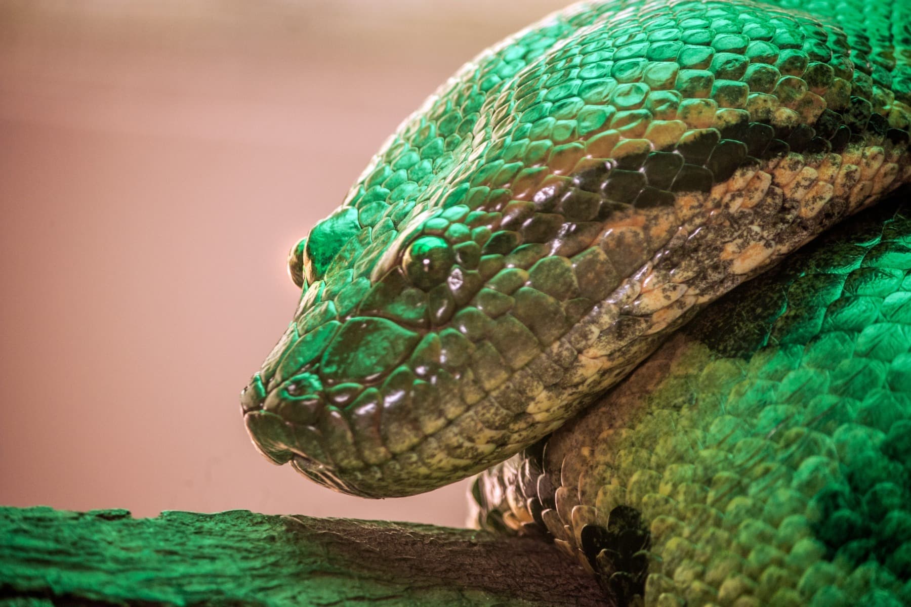 „Reptilele lui Dracula”, prima grădină zoologică privată autorizată din Brașov / ”Nu poți interacționa cu animale veninoase”