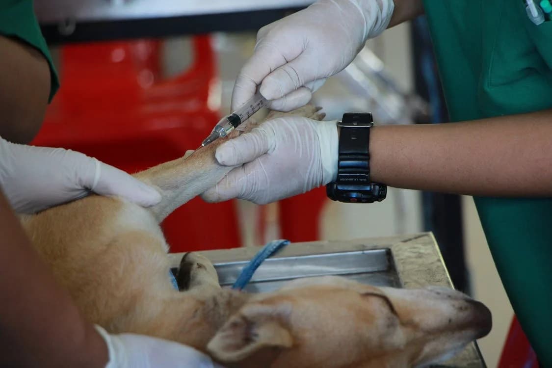 Italia recunoaște animalele de casă bolnave ca motiv valid pentru concediu plătit de urgență