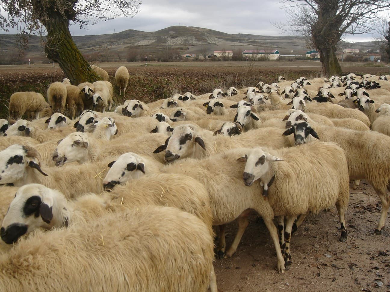 România livrează peste 4.000 de ovine în Algeria cu transport aerian, o premieră din punct de vedere logistic