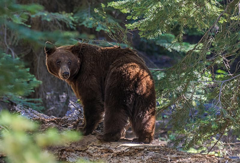Urs semnalat în Dâmboviţa / A fost emis mesaj RO-ALERT în comuna Glod / Urșii au fost semnalați recent și în comunele Raciu, Pucioasa şi Cobia, din acest județ