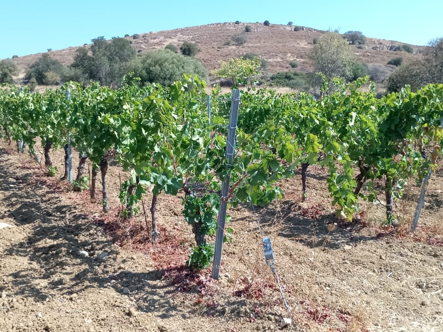 Viticultorii din Vrancea cer repornirea sistemului antigrindină / Peste 600 de hectare cultivate cu viță-de-vie au fost distruse de gheață / Fermierii din județ au cerut închiderea sistemului antigrindină, anii trecuți, invocând seceta