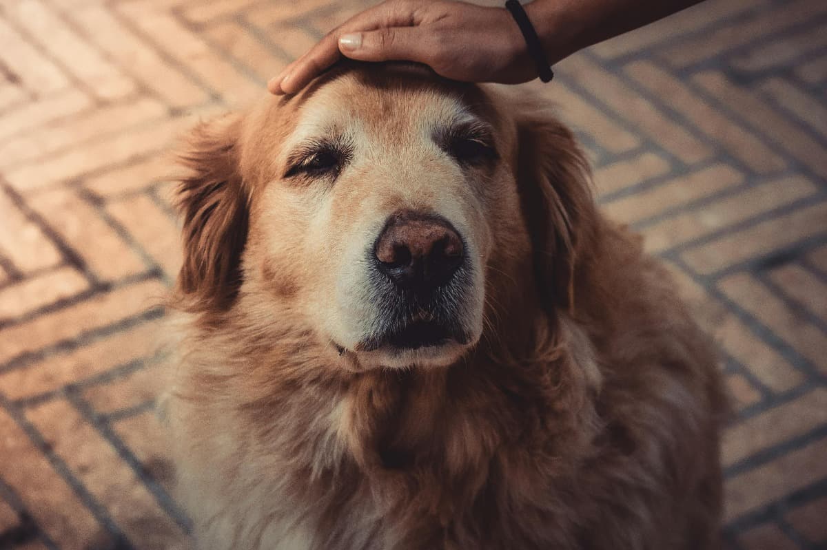 VIDEO EXCLUSIV | Când este considerat un câine senior: 6 măsuri speciale pentru a-l menține sănătos, explicate de medicul veterinar Beatrice Ilea