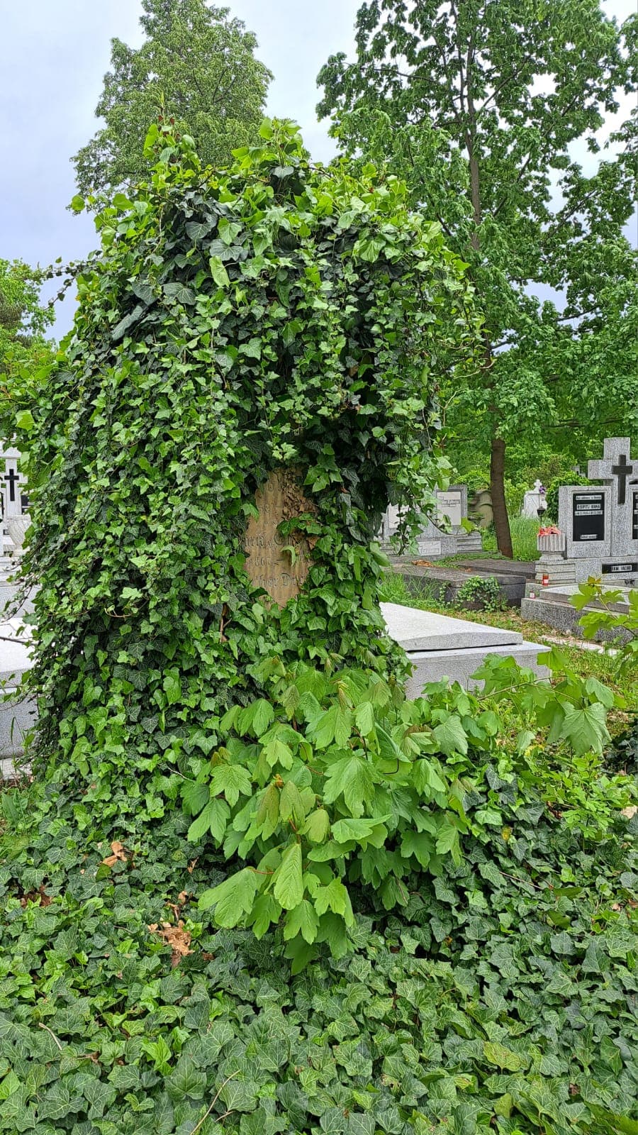Absolvenți ai Colegiului ”Brukenthal” din Sibiu s-au strâns din Germania pentru a curăța zona istorică a cimitirului municipal / ”Mormintele spun poveștile oamenilor care au modelat orașul nostru”