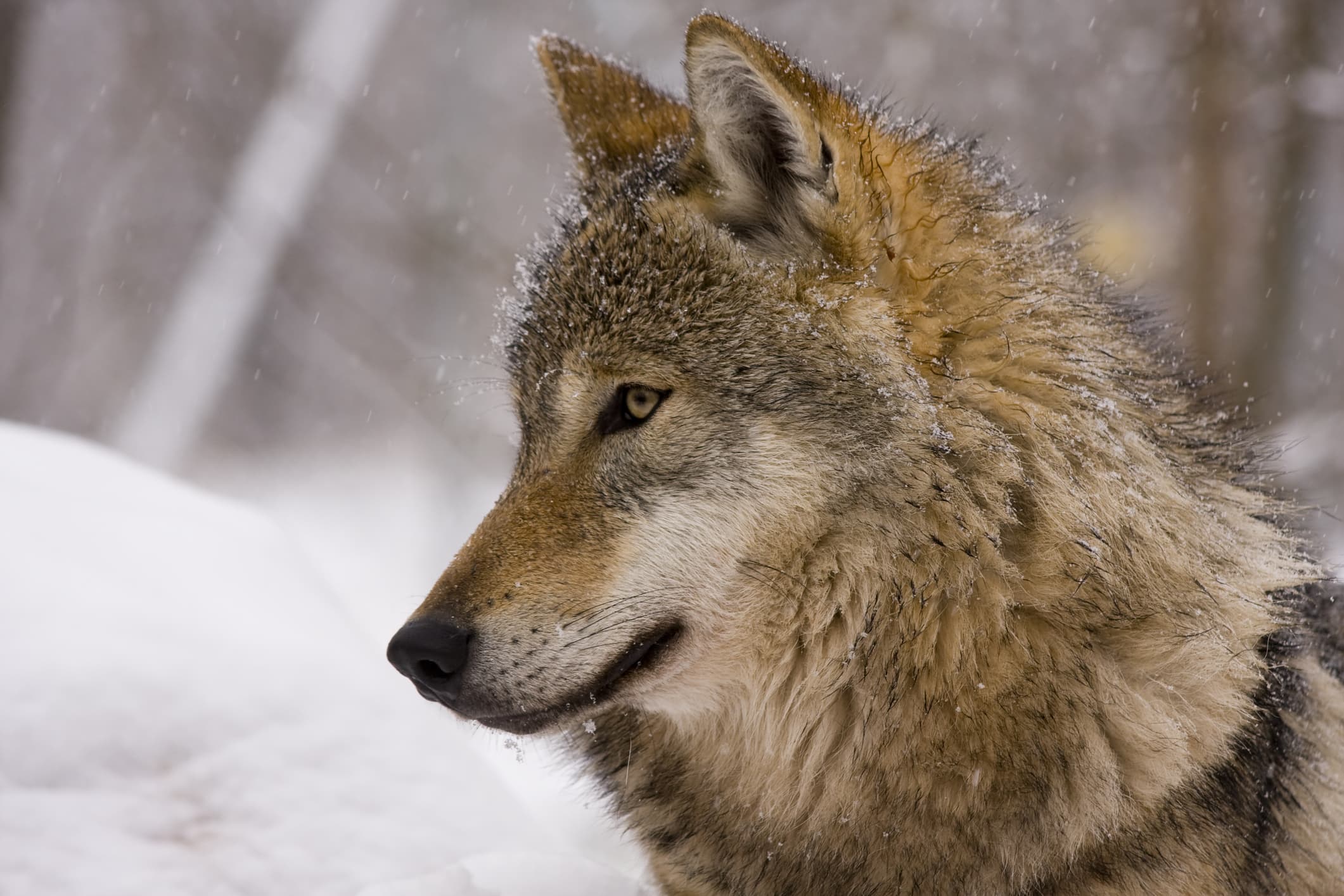 Un lup traversează Europa într-o călătorie de 1.000 de kilometri: documentarul „Wolf” ajunge în România