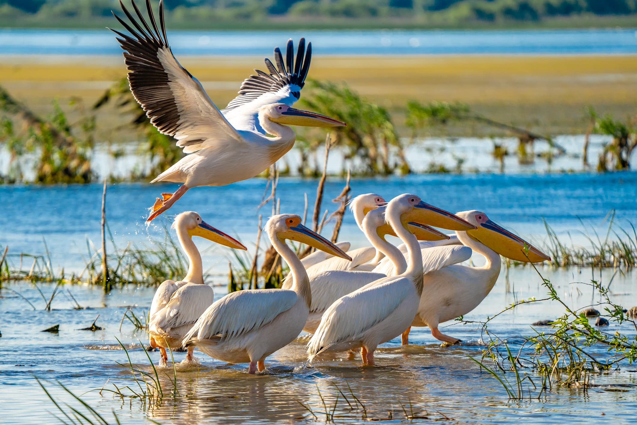 Ziua Mondială a Mediului: Cinci semne ale crizei climatice și ale declinului biodiversității în România / De la turbării și Delta Dunării până la valurile de căldură din Marea Neagră