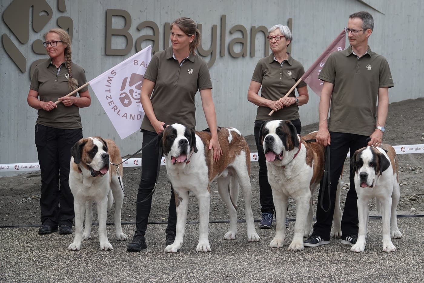 Câinii Saint Bernard continuă să patruleze Alpii elvețieni. Un muzeu unic le păstrează vie istoria și tradiția