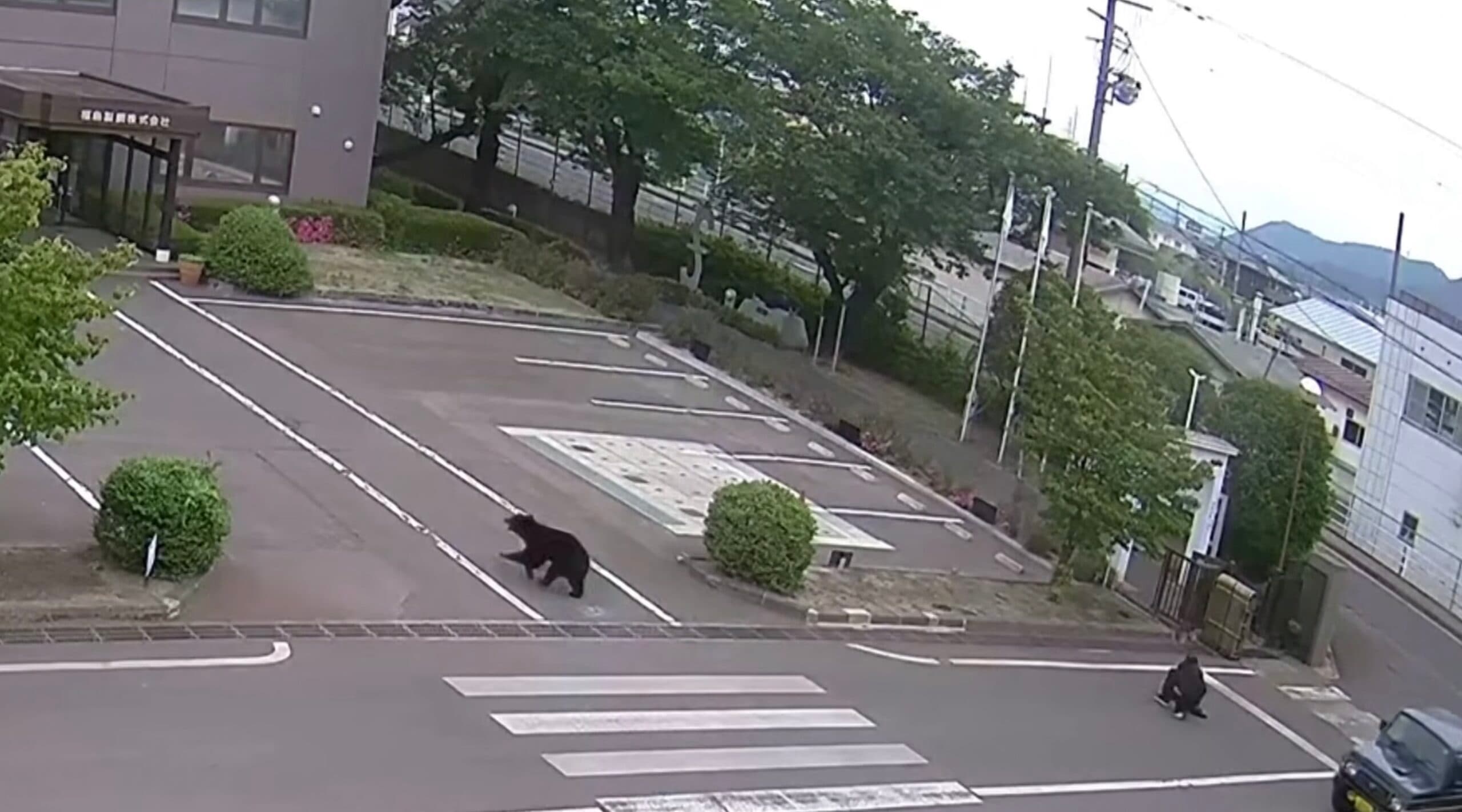 Un urs extrem de inteligent, căutat în Japonia după ce a rănit patru persoane / Animalul a descuiat singur o fereastră și a deschis un robinet pentru a bea apă