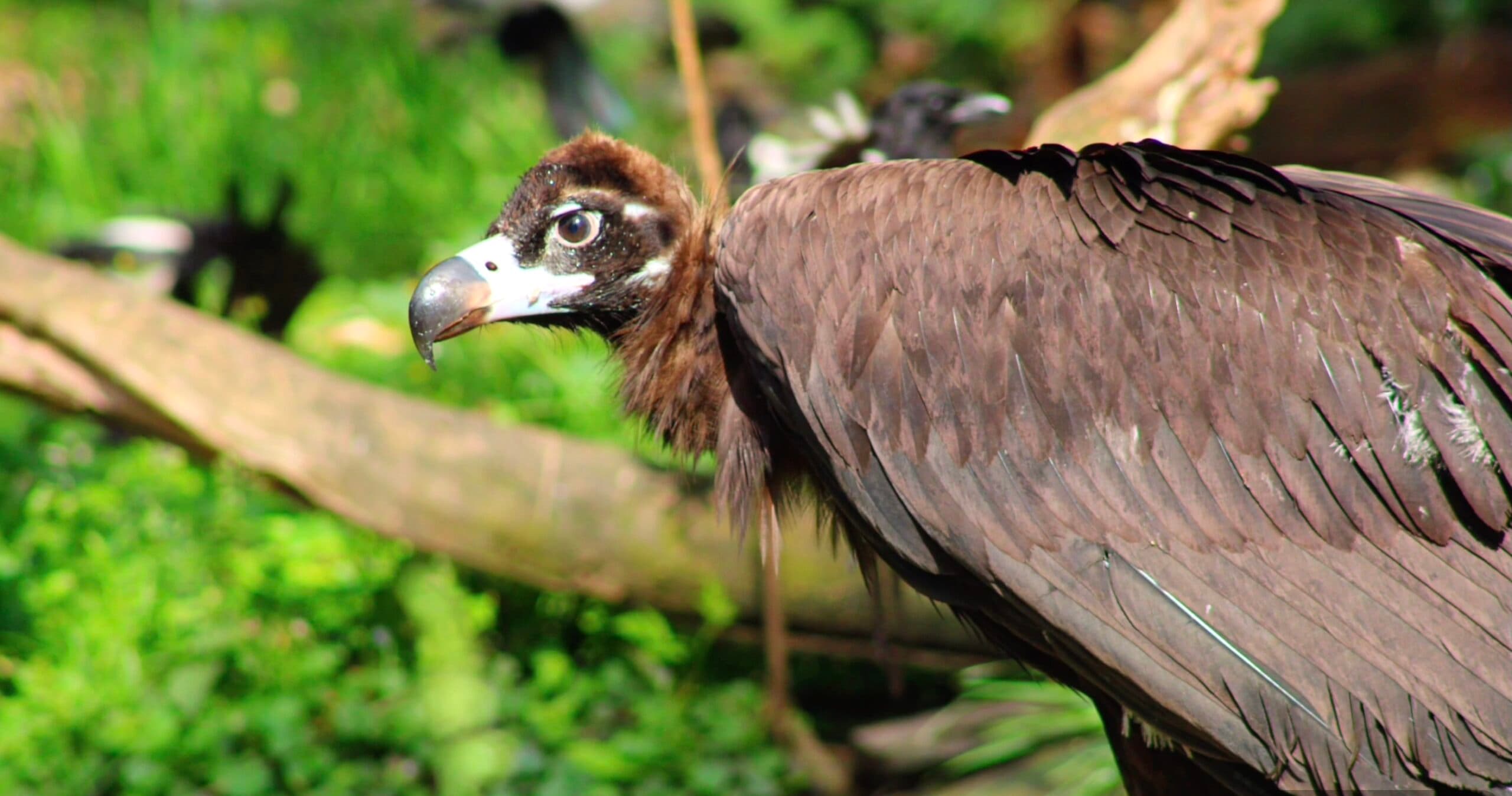 Pui de vultur negru, o specie pe cale de dispariţie din Munţii Rodopi, echipaţi cu transmiţătoare GPS