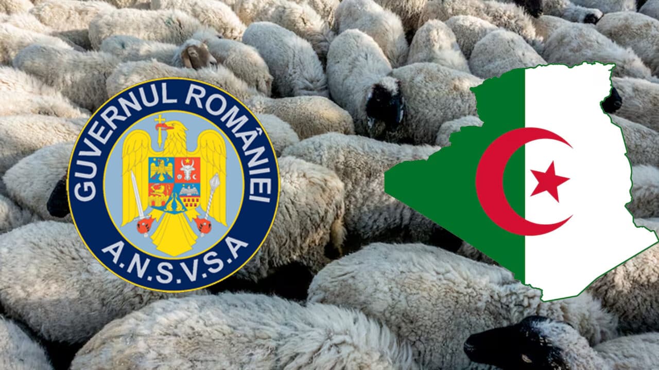Premieră logistică. România a realizat primul transport aerian cu peste 4.000 de oi în Algeria