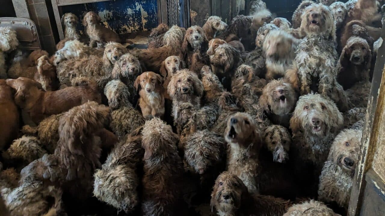 Fotografia care i-a îngrozit pe oameni, încât au crezut că e vorba de inteligența artificială: sute de câini neîngrijiți, înghesuiți într-o sufragerie