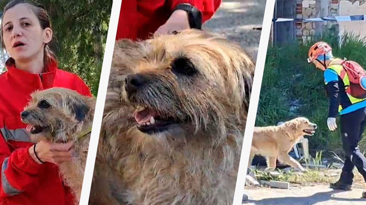 Pedigree de eroi. Cățeii salvatori de oameni s-au distrat de minune într-o competiție pe viață și pe moarte la Craiova