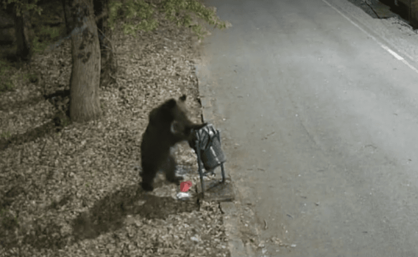 Autoritățile din Târgu Mureș sunt în alertă după ce un urs a fost surprins în zone frecventate de oameni