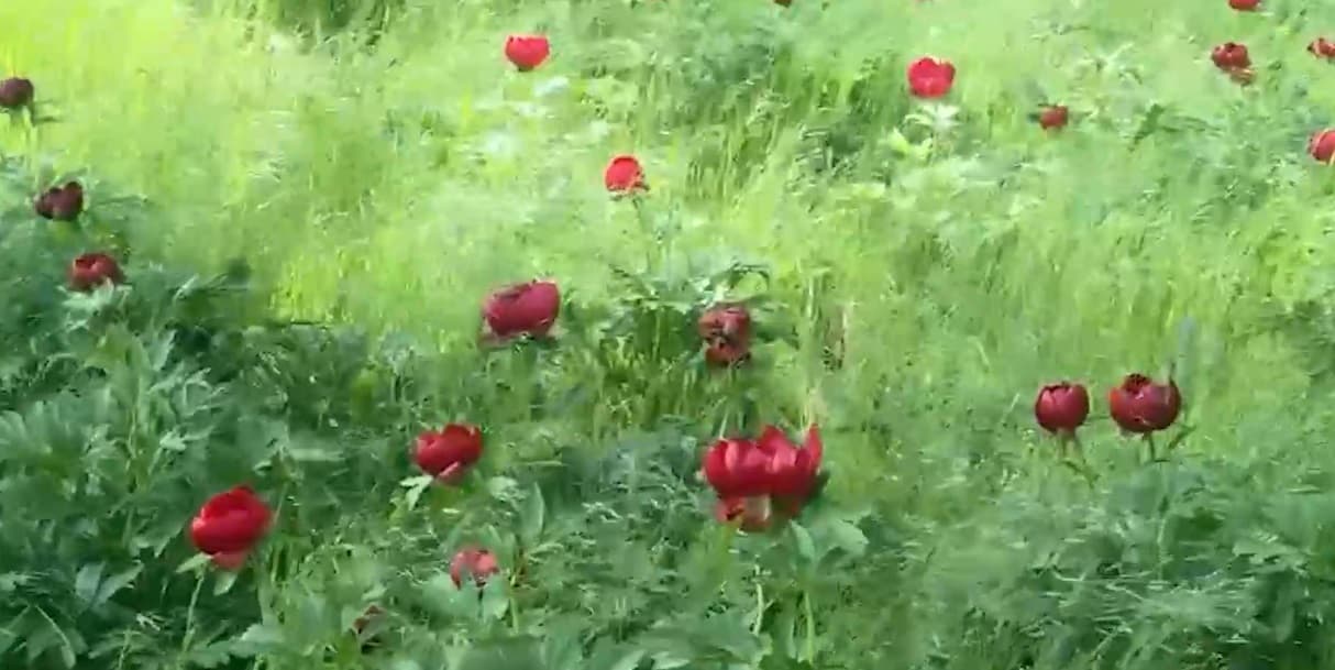 Imagini spectaculoase în județul Dolj. Au înflorit bujorii sălbatici de la Plenița