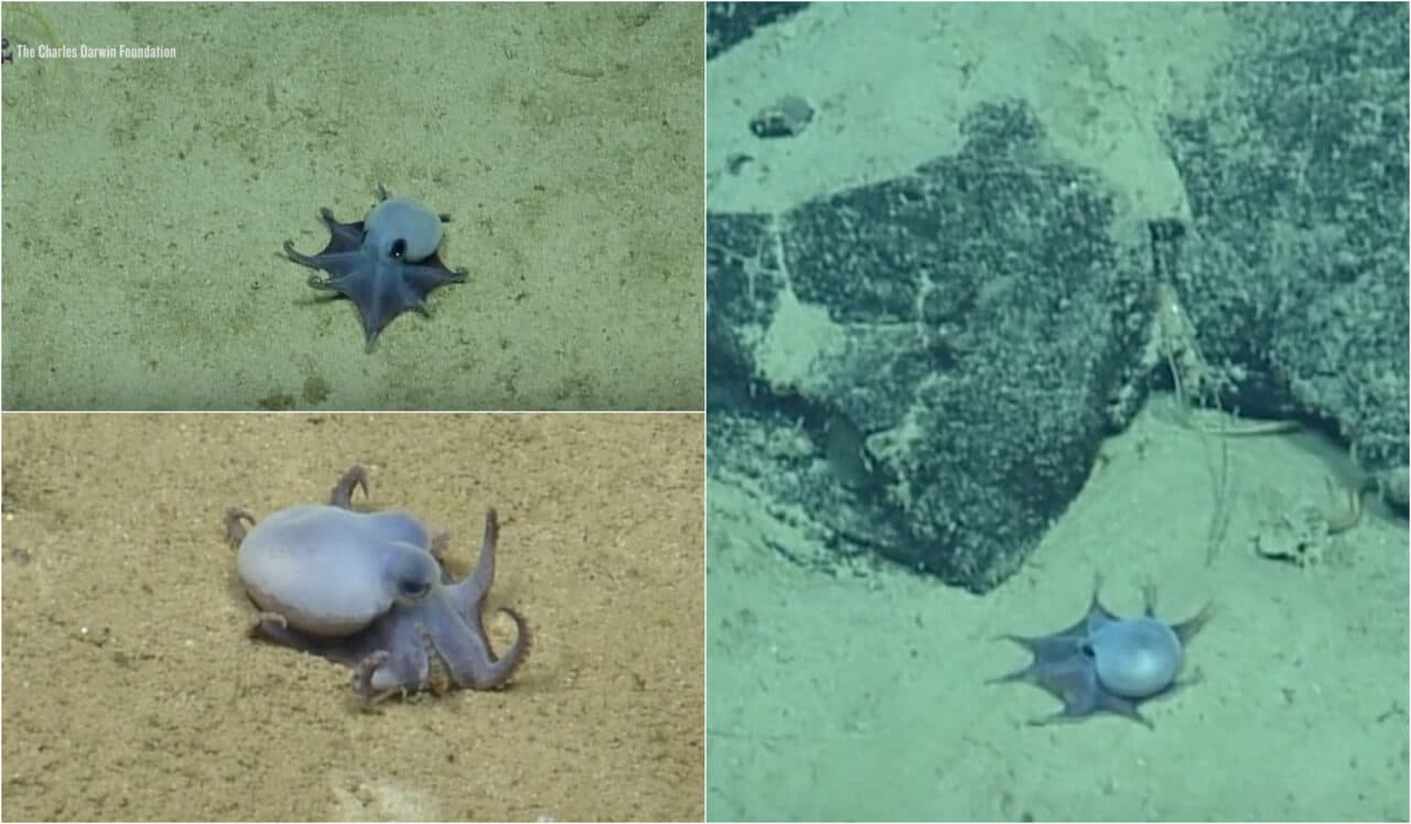 O caracatiță albastră, cât o minge de golf, a fost descoperită lângă Insulele Galapagos. Primele imagini cu creatura marină