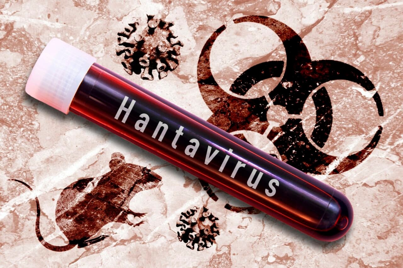 Reacția OMS după focarul de hantavirus care a ucis 3 persoane pe o navă de croazieră în Atlantic: „Nu indică o nouă pandemie. Riscul e scăzut”