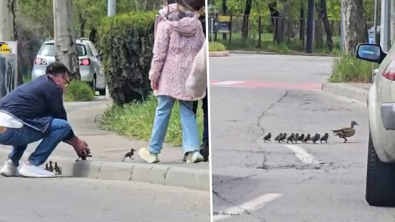Imaginile zilei. Cum a ajutat un bărbat un cârd de rațe să treacă o stradă din Constanța