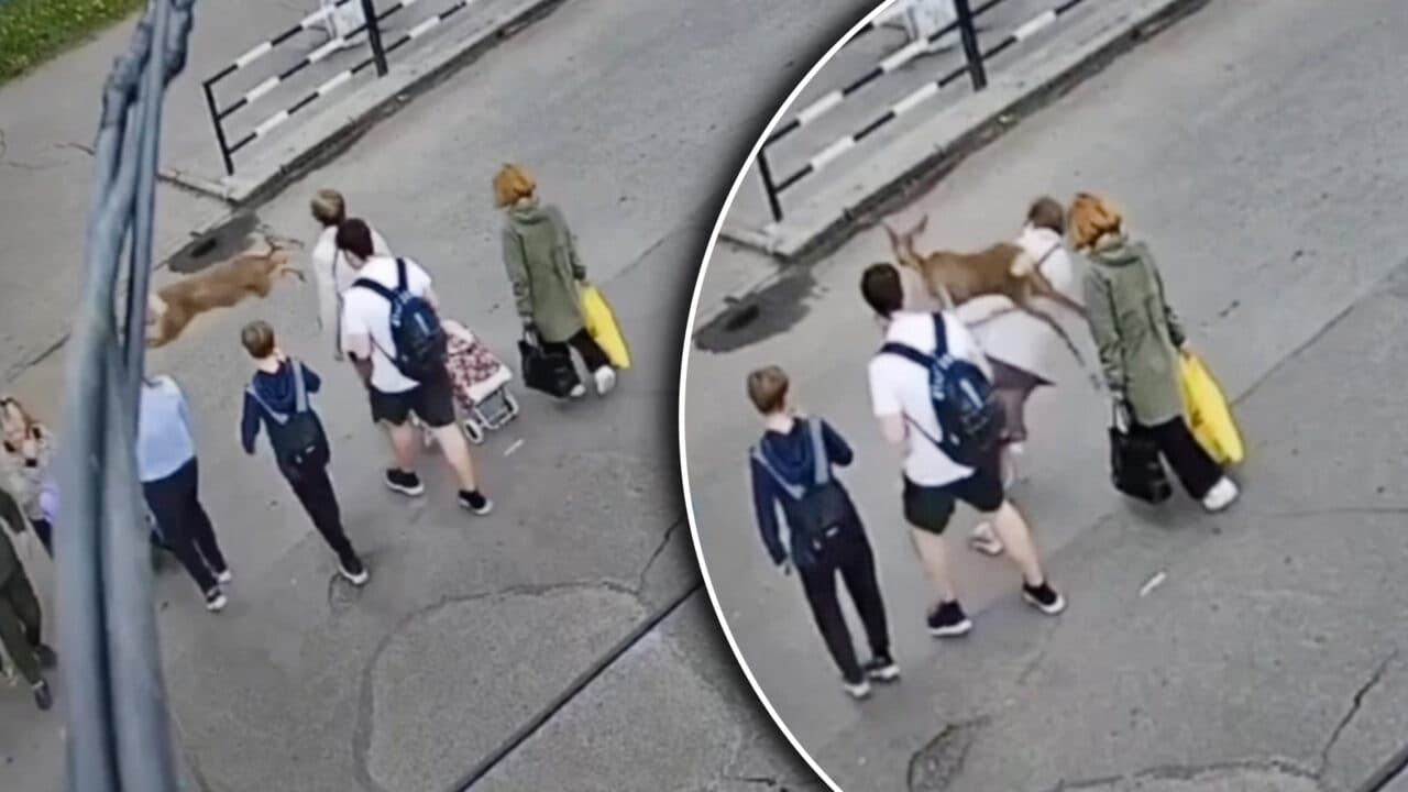 Momentul când o căprioară lovește o pensionară pe o trecere de pietoni în Ucraina