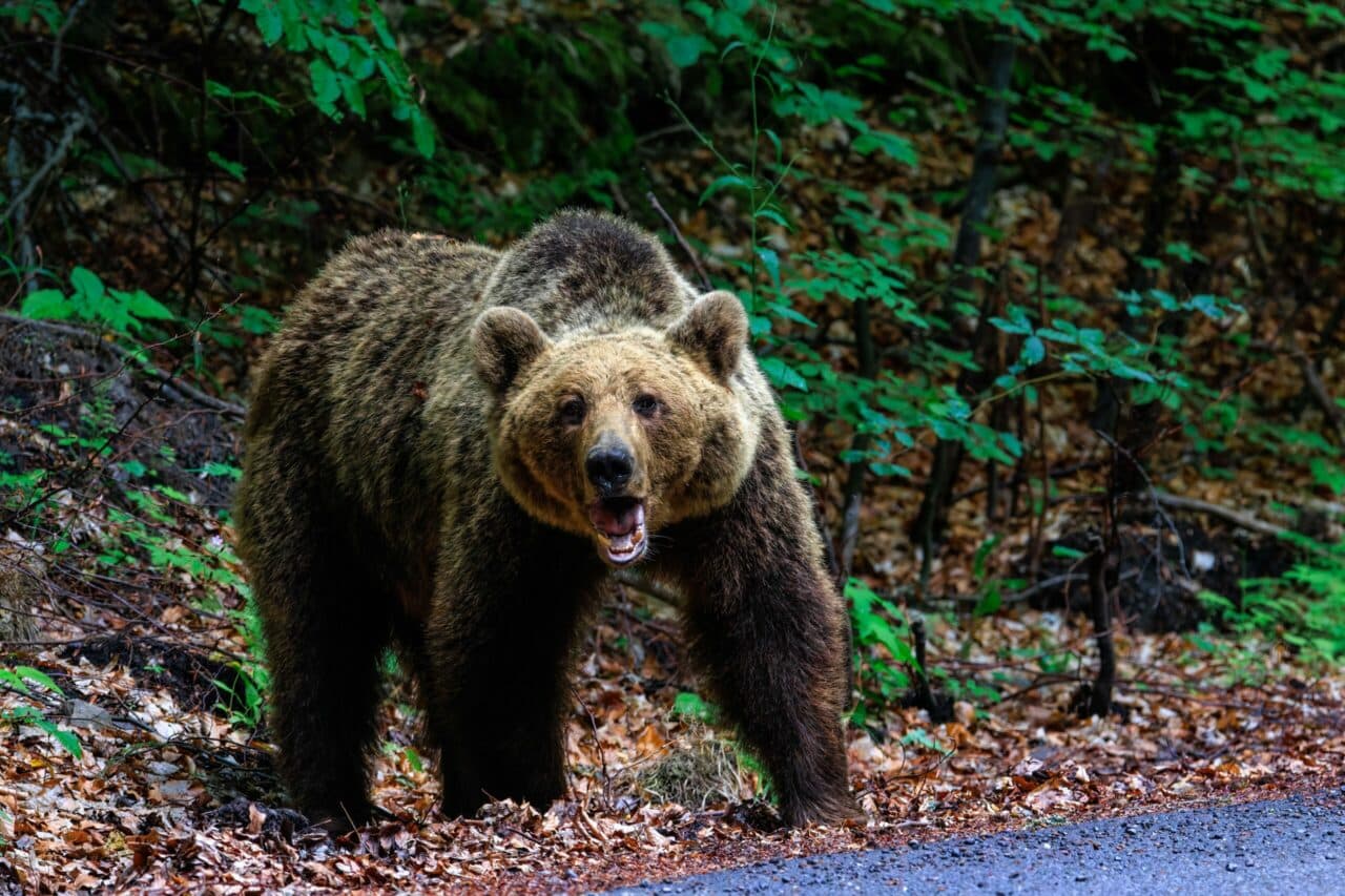 Un bărbat de 34 de ani a fost ucis de urs, în județul Sibiu. Reacția autorităților
