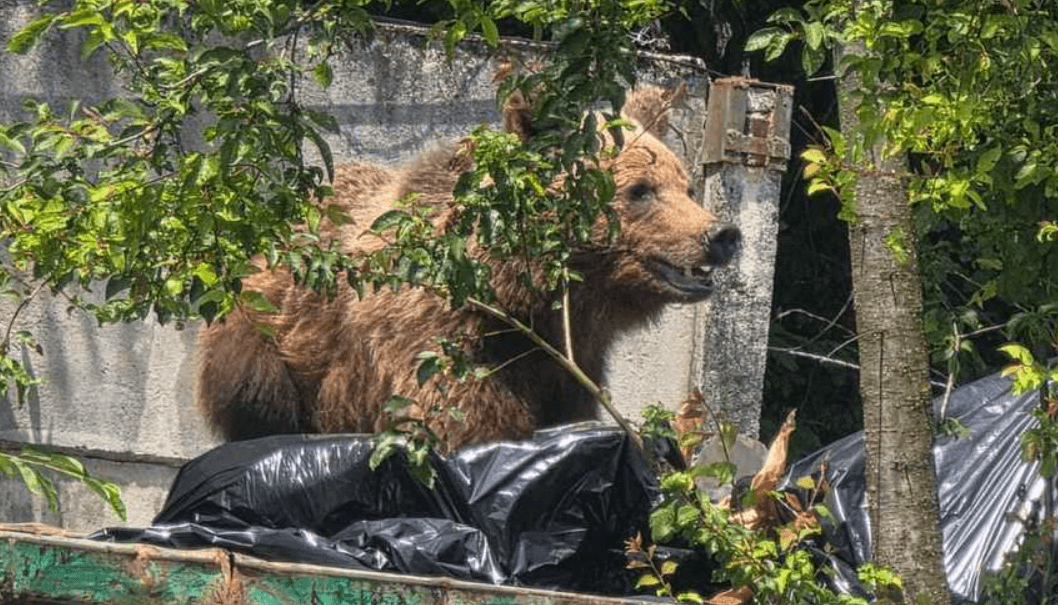 Un urs a fost împușcat în curtea unui spital din Brașov, după ce a intrat în containerul de gunoi. Nu a răspuns la semnalele acustice și luminoase
