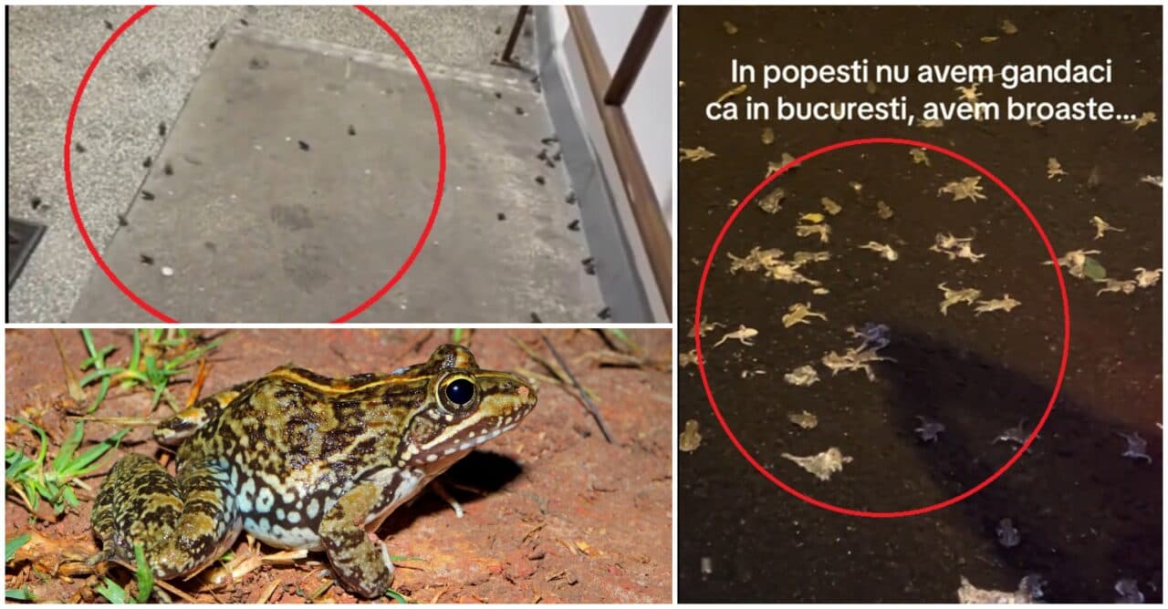 Invazie de broaște în centrul Bucureștiului. Sute de creaturi au năvălit într-o scară de bloc, în timpul furtunii de marți noapte