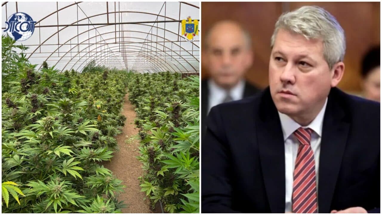 Captură impresionantă de droguri în județul Neamț. Peste două tone de canabis, descoperite într-o seră special amenajată. Anunțul ministrului Predoiu