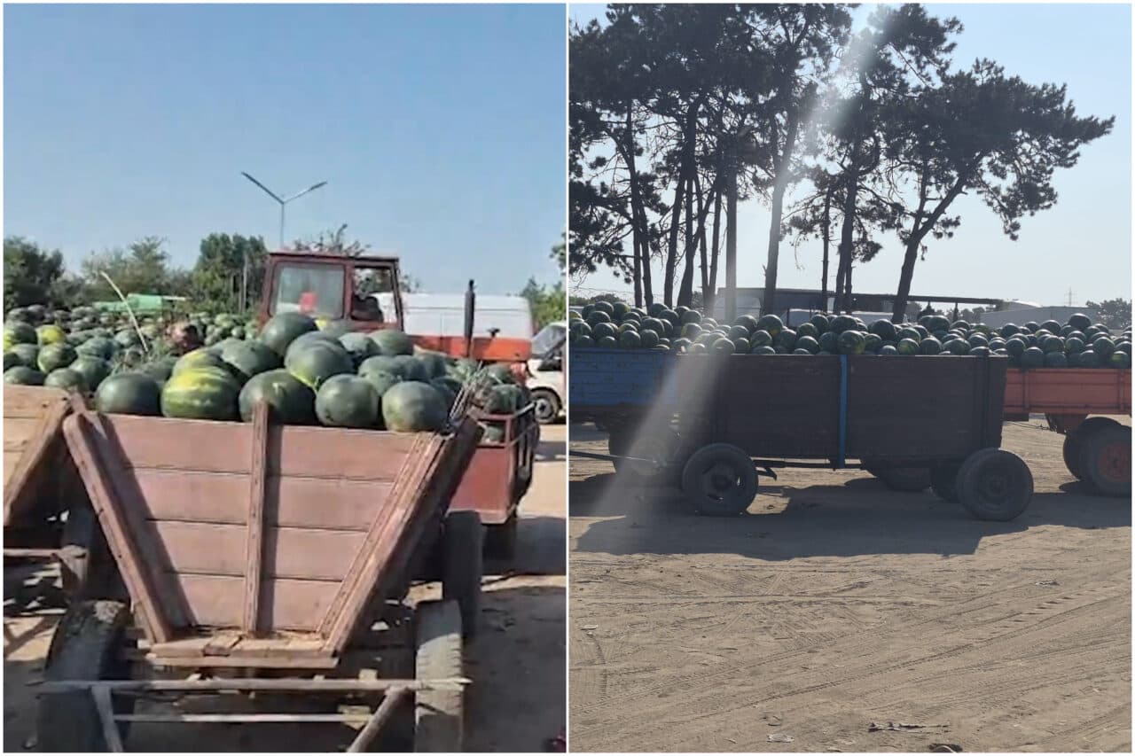 Pepenii de Dăbuleni se vând la preț de nimic. „Nu ne acoperim investiția”