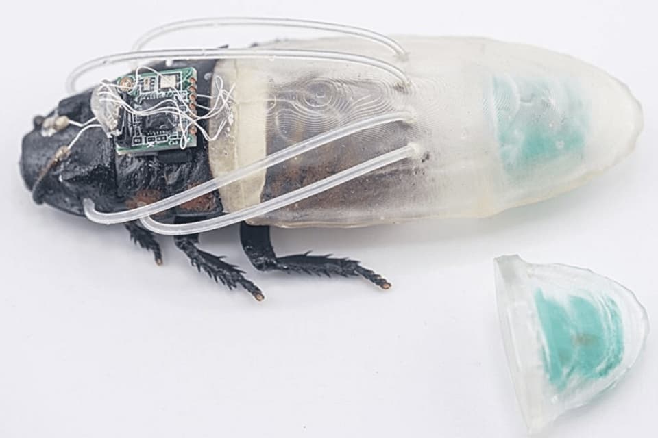 Cercetătorii au dezvoltat gândacul de bucătărie cyborg amfibiu. La ce ar putea fi folosită insecta?
