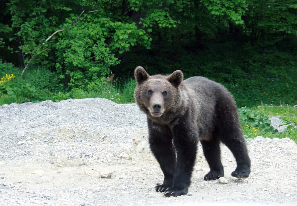 Alertă de urs în Vulcan! Locuitorii au primit mesaj RO-ALERT