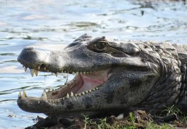 Descoperire uluitoare în Italia: anaconde de 5 metri și un caiman, ascunse într-un bloc de locuințe / Proprietarul, de negăsit