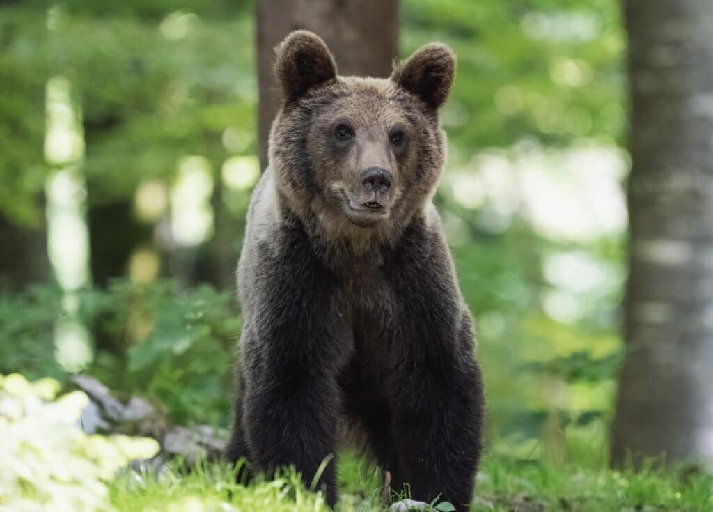 Animalele sălbatice se adaptează la viața din oraș în moduri surprinzătoare