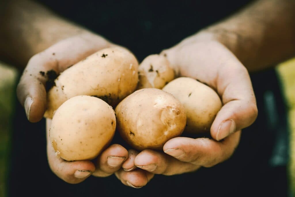 Cartoful are propria zi internațională. Cum a devenit una dintre cele mai importante culturi agricole