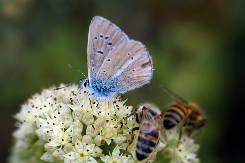 Șapte flori ușor de întreținut ce vor crește biodiversitatea din grădină