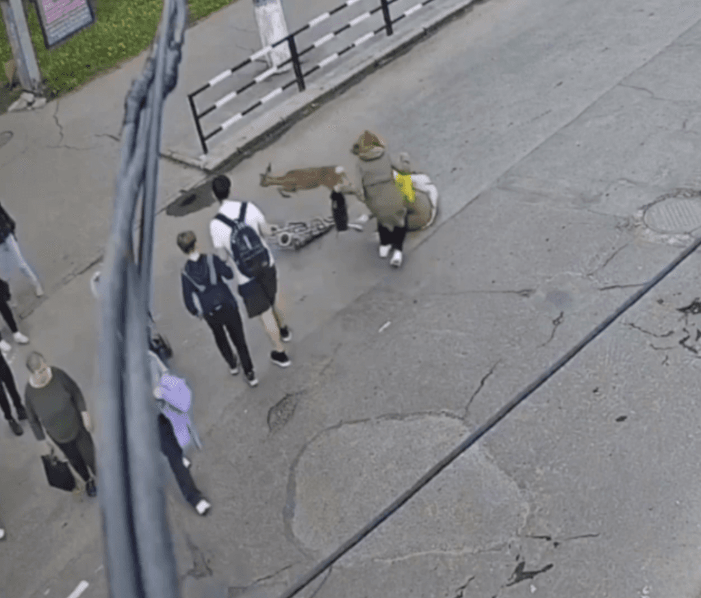 Accident bizar în Ucraina. O femeie a fost lovită de o căprioară în timp ce trecea pe zebră