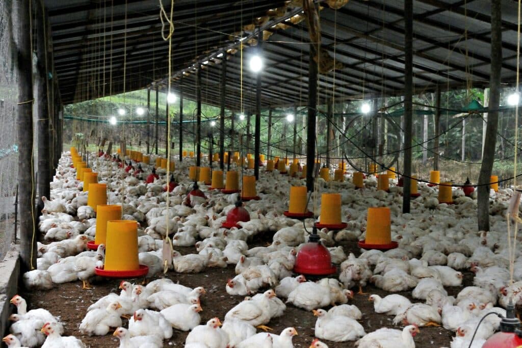Mâncăm de șase ori mai multă carne de pui decât bunicii noștri. Cifrele care îi îngrijorează pe experți